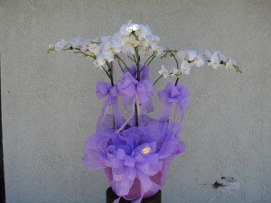 White Orchids Decorated with Lavender Ribbon 
