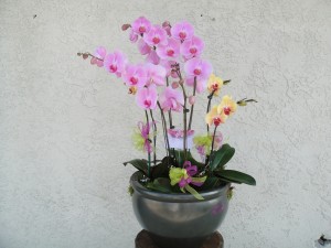 Light Lavender Orchids in a Pot with Ribbons 