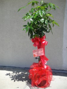 Large Green Plant with Accented Red Ribbons 