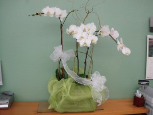 White Orchid Arrangement with Light Green Decor 