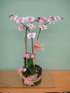 Lavender White Orchid with Spring Decorations and Ribbon 