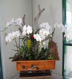 Beautiful White Orchids 