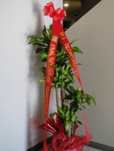 Green Plant with Accented Red Ribbons 